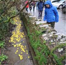 Duck Race 2025